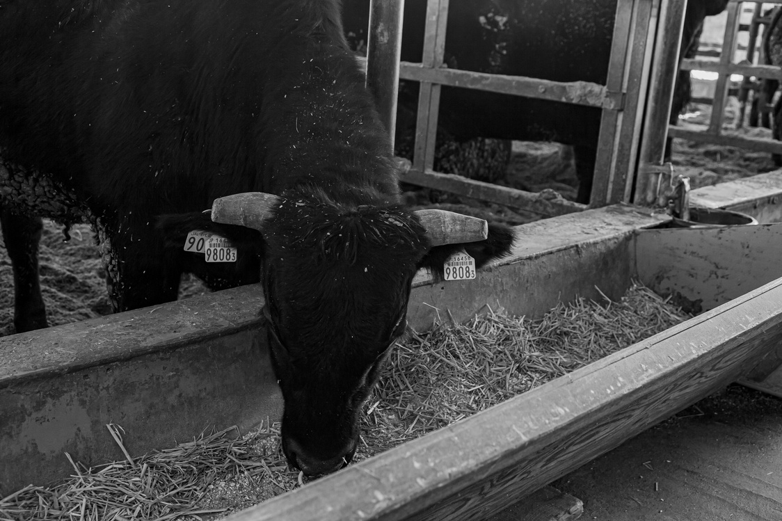 黒毛の短角牛が牛舎で餌の干し草を食べいる写真